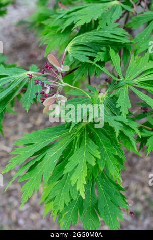 Japanischer Ahorn , Junge Blätter und Seedpods, April, Virginia, USA. Stockfoto