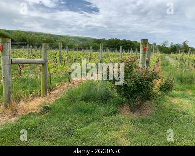 Winery Vineyard, Woodstock, Shenandoah County, Virginia, USA Stockfoto