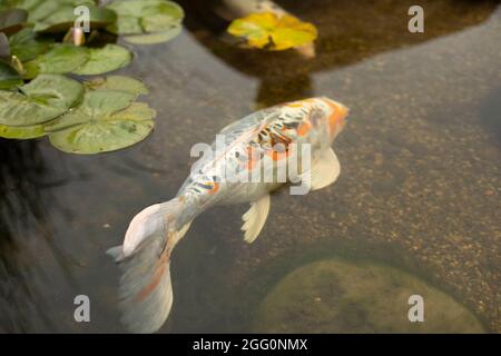 Fische im Teich. Ein Zierfisch schwimmt im Wasser. Interessante Farbe der Schuppen. Stockfoto
