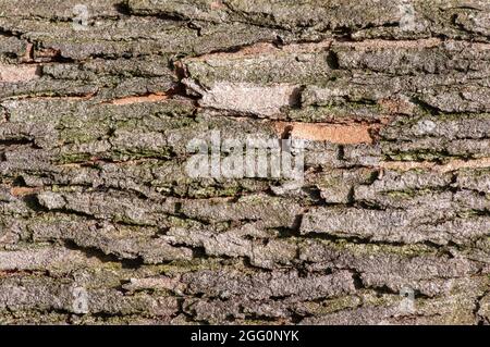 Baumrinde der Acacia Mangium Pflanze für natürlichen Hintergrund Stockfoto