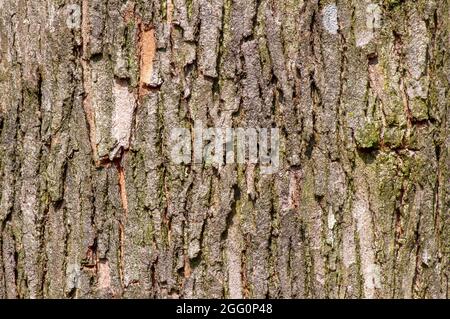 Baumrinde der Acacia Mangium Pflanze für natürlichen Hintergrund Stockfoto