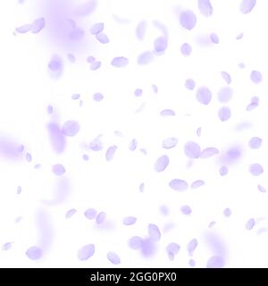 Violette Blütenblätter fallen herunter. Strahlende romantische Blumen fallen Regen. Fliegendes Blütenblatt auf weißem quadratischem Hintergrund. Liebe, Romantik Konzept. Wir waren wunderschön Stock Vektor