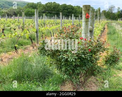 Winery Vineyard, Woodstock, Shenandoah County, Virginia, USA Stockfoto