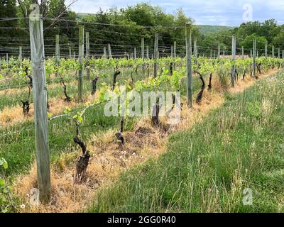 Winery Vineyard, Woodstock, Shenandoah County, Virginia, USA Stockfoto