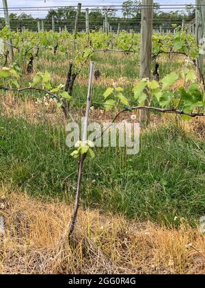 Winery Vineyard, Woodstock, Shenandoah County, Virginia, USA Stockfoto