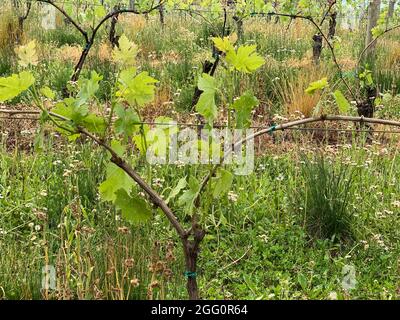 Winery Vineyard, Woodstock, Shenandoah County, Virginia, USA Stockfoto