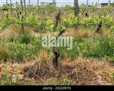 Winery Vineyard, Woodstock, Shenandoah County, Virginia, USA Stockfoto