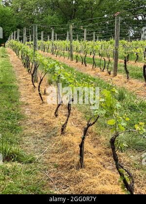 Winery Vineyard, Woodstock, Shenandoah County, Virginia, USA Stockfoto