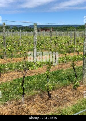 Winery Vineyard, Woodstock, Shenandoah County, Virginia, USA Stockfoto