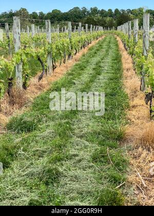 Winery Vineyard, Woodstock, Shenandoah County, Virginia, USA Stockfoto