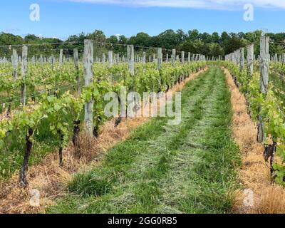 Winery Vineyard, Woodstock, Shenandoah County, Virginia, USA Stockfoto