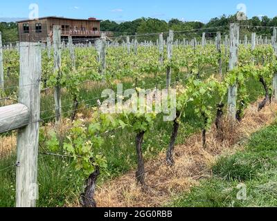 Winery Vineyard, Woodstock, Shenandoah County, Virginia, USA Stockfoto