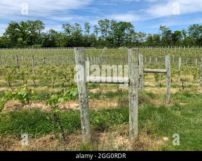 Winery Vineyard, Woodstock, Shenandoah County, Virginia, USA Stockfoto