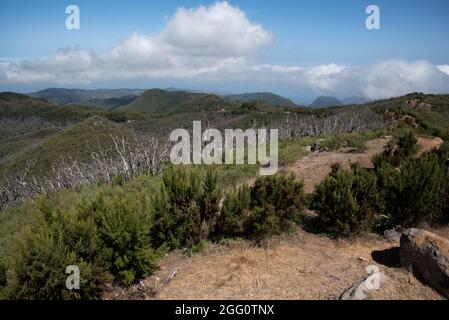 Ein subtropischer Lorbeerwald bedeckt die Höhen von La Gomera auf den Kanarischen Inseln im Nationalpark Garajonay. Stockfoto
