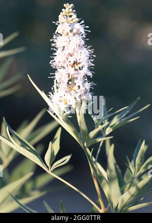 Nahaufnahme der Pflanze Bistorta officinalis. Wilde Artischocke. Stockfoto