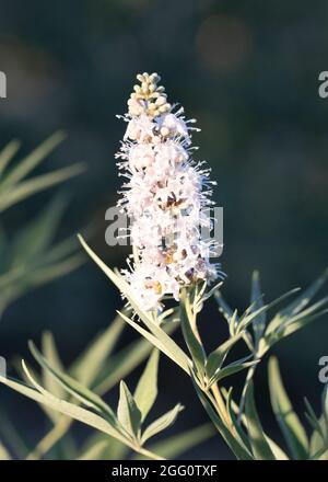 Nahaufnahme der Pflanze Bistorta officinalis. Wilde Artischocke. Stockfoto