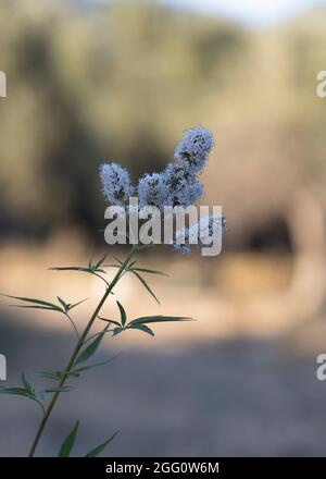 Nahaufnahme der Pflanze Bistorta officinalis. Wilde Artischocke. Stockfoto