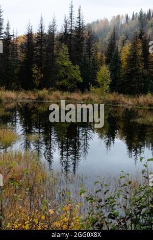 Bäume spiegeln sich im Biberteich entlang des Parks Highway in der Nähe von Honolulu Creek, Alaska Stockfoto