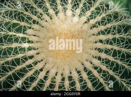 Nahaufnahme eines goldenen Fasskaktus oder Echinocactus grusonii. Draufsicht Stockfoto