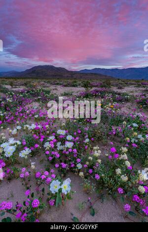 Dawn, Sand Verbena, Morning Glory, Dune Nachtkerze, Anza-Borrego Desert State Park, Kalifornien Stockfoto