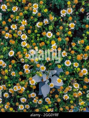 Mojave Desert Star, Monoptilon bellioides, Echo Canyon, Death Valley National Park, Kalifornien Stockfoto