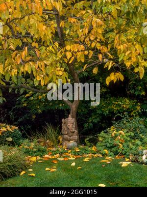 Ganesh, Japanisches Kaki Persimmon, Fern Canyon Garden, Mill Valley, Kalifornien Stockfoto