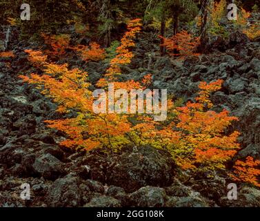 Vine Maple, Acer circinatum, Lava Rock, Three Sisters Wilderness, Willamette-Deschutes National Forest, Oregon Stockfoto