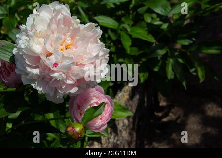 Rosa gefärbte Buschpionie, auch Paeonia suffruticosa genannt Stockfoto