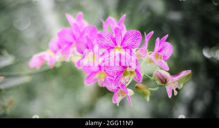 Schöner Orchideenzweig im Blumengarten vor weichem Bokeh natürlichem Hintergrund. Stockfoto