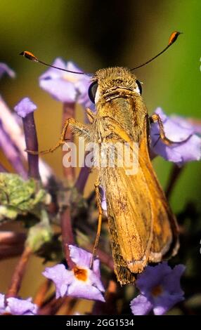 Feuriger Skipper bestäubt eine Gartenblume Stockfoto