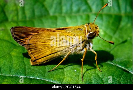 Feuriger Skipper bestäubt eine Gartenblume Stockfoto