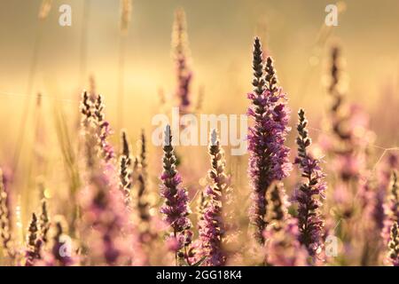 Sonnenaufgang über der Wiese bei nebligen Sommerwetter Stockfoto
