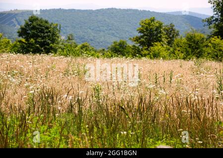 Blick vom Whitetop Mountain in den Appalachian Mountains in Virginia Stockfoto