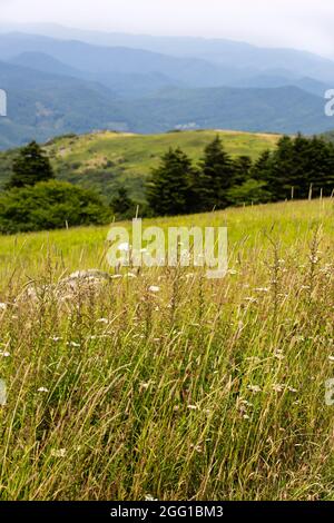 Blick vom Whitetop Mountain in den Appalachian Mountains in Virginia Stockfoto