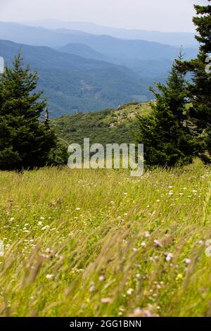 Blick vom Whitetop Mountain in den Appalachian Mountains in Virginia Stockfoto