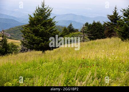 Blick vom Whitetop Mountain in den Appalachian Mountains in Virginia Stockfoto