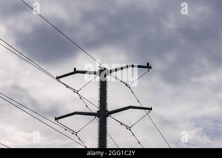 Hoher Telefonmast aus Stahl hoch oben gegen den hellen, bewölkten Himmel mit zwei Adlern, die oben auf dem Telefon sitzen Stockfoto