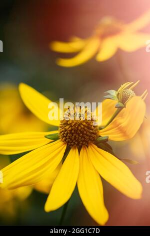 Wunderschöne wilde Gänseblümchen in den Appalachian Mountains in Virginia Stockfoto