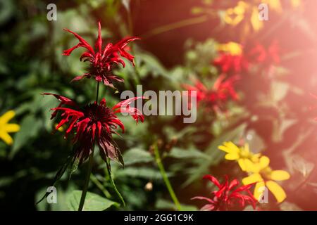 Wunderschöne gelbe und rote Wildblumen in den Appalachian Mountains in Virginia Stockfoto