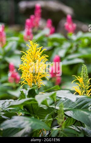 Blume in einem botanischen Garten auf der O'ahu Insel, Hawaii. Stockfoto