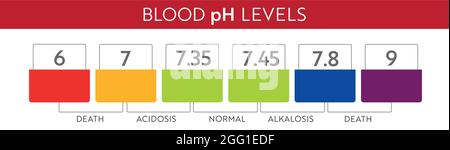 PH-Bereich des menschlichen Blutes. Medizinisches Diagramm und Maßstab. Saures, normales, Akalindiagramm. Stock Vektor