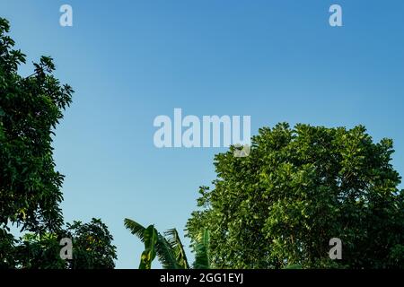 Dekoriert mit grünen Blättern am blauen Himmel an einem sonnigen Tag Stockfoto