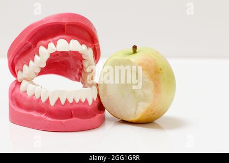 Layout des menschlichen Kiefers mit einem beißenden Apfel auf dem weißen Hintergrund. Stockfoto