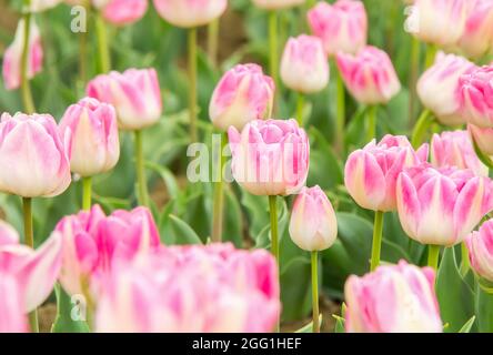 Einzigartige, zarte, weiß-rosa Tulpensorte. Feld der blühenden Tulpen im Freien. Helle Tulpenblüten von allen Seiten. Blumen für den Frühlingsurlaub Stockfoto