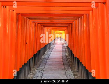Die berühmten orangefarbenen Torii Gates IT Fushimi Inari-taisha Kyoto sind eines der berühmtesten Reiseziele Japans. Stockfoto