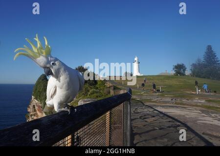 Macquarie Lighthouse Reserve an einem sonnigen Morgen Stockfoto