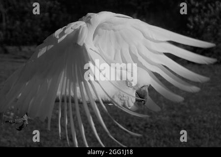 Extreme Nahaufnahme eines fliegenden Kakadus mit Kopf zwischen den Flügelfedern Stockfoto