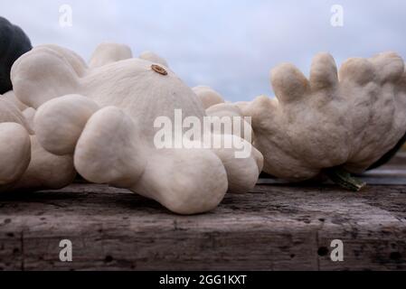 Thanksgiving Herbstdekorationen mit weißen Mini-Kürbissen auf dem rustikalen Holztisch. Herbsthintergrund. Stockfoto