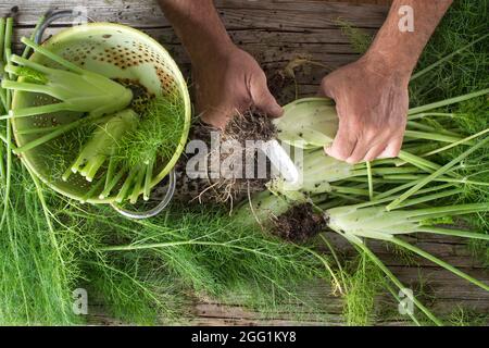 Gereinigt und Fenchel einfach aus dem Garten Stockfoto