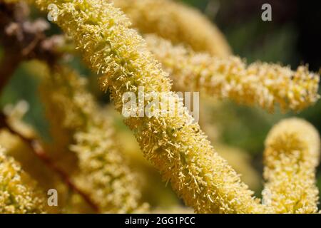 Gelbe Raceme-Blütenstände von Honey Mesquite, Prosopis Glandulosa, Fabaceae, geboren im Joshua Tree National Park, South Mojave Desert, Springtime. Stockfoto